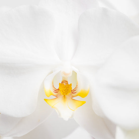 White Orchid