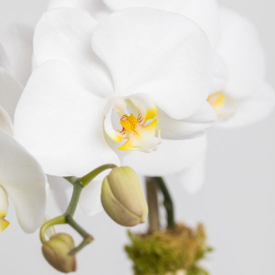 White Orchid